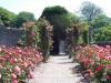 The Todor Rose Garden 2